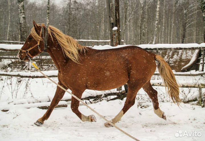 Лошади хобби класса