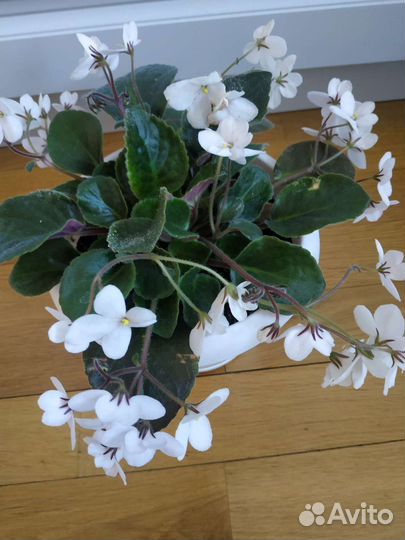 Фиалка в горшках