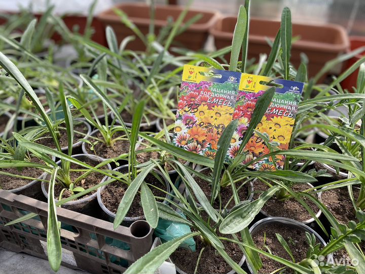 Рассада цветов и овощей