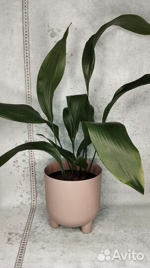 Аспедистра