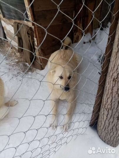 Собаки в дар бесплатно