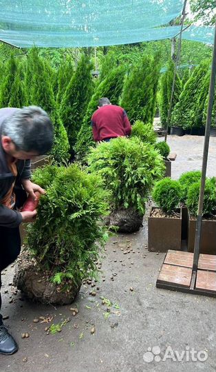 Можжевельник Блю Эрроу из питомника с доставкой