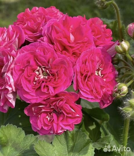 Пеларгония юг Вино Любви