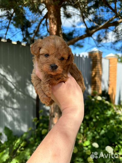 Мальтипу супермини девочка премиум класса