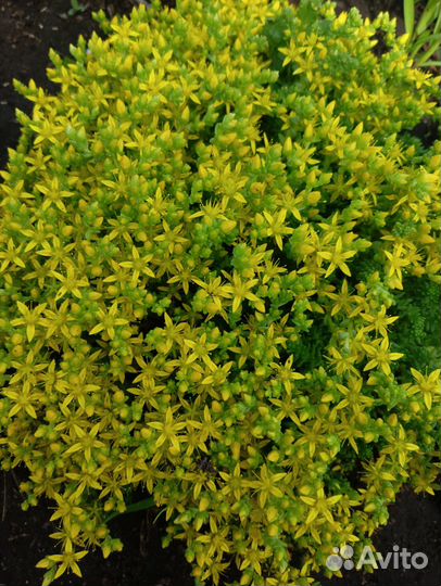 Суккулент. Очиток Блу Форест