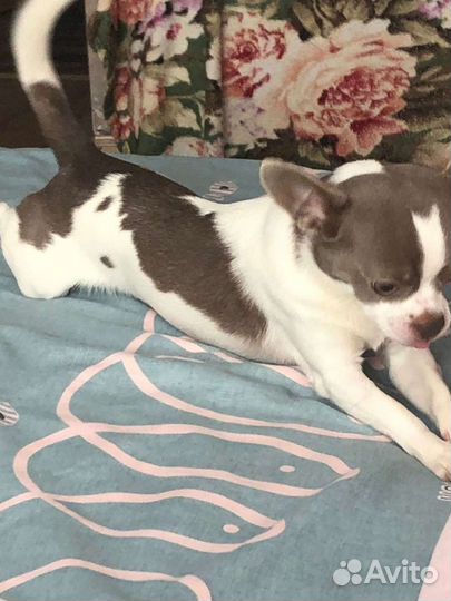 Вязка кобель чихуахуа