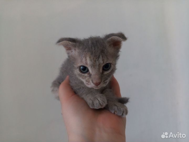 Продаются котята