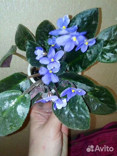 Белый декабрист, калатея, фикус