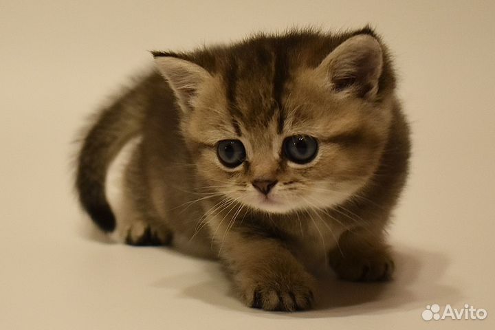 Котёнок Британская золотая шиншилла девочка