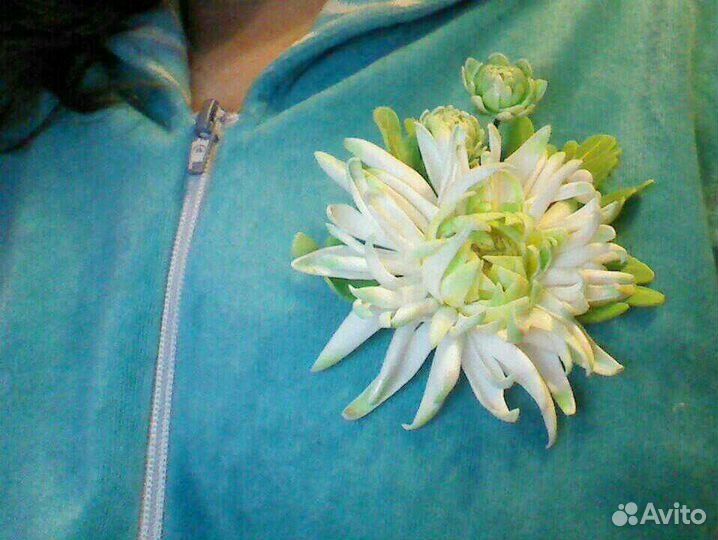 Брошь,Хризантема салатовая