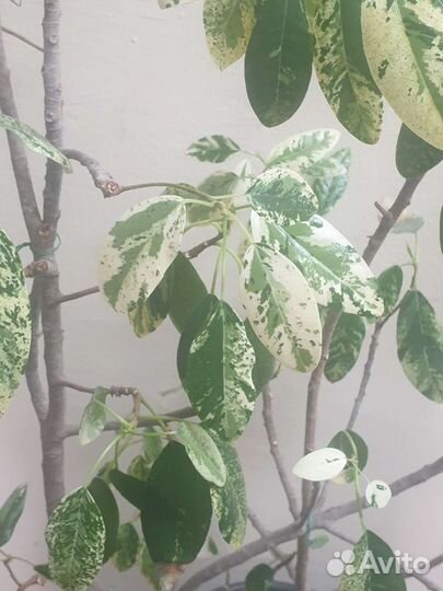 Фикус рубигиноза вариегатная