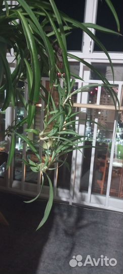 Хлорофитум