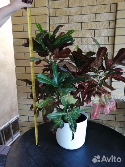 Кодиеум кротон