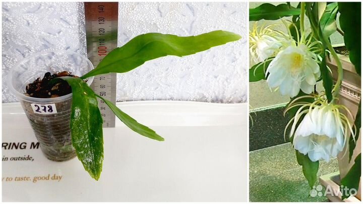 Рипсалис, Эпифиллум, Сциндапсус, Аглаонема