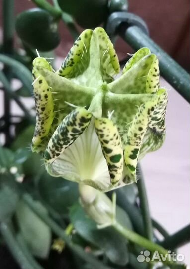 Церопегия Сандерсона