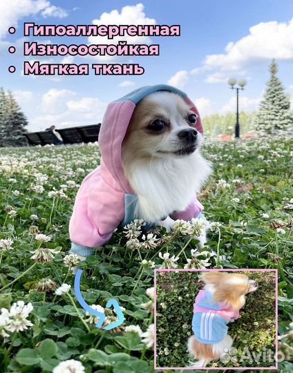 Худи для собак