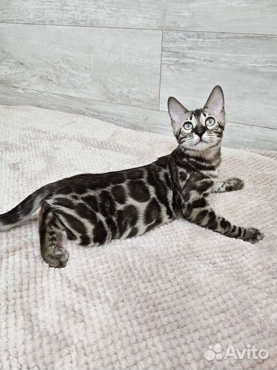 Бенгальский ласковый Малыш