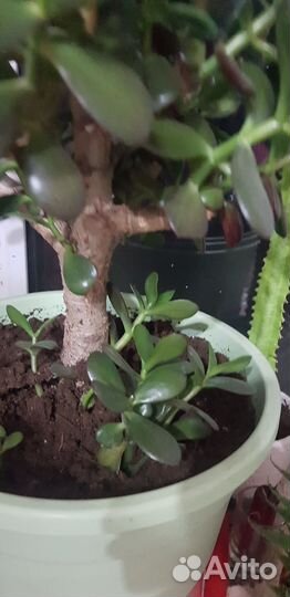 Денежное дерево толстянка