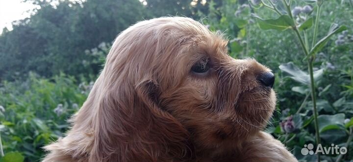 Щенки англичане