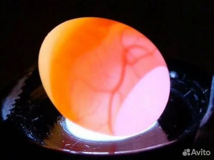 Как узнать есть ли в яйце зародыш. Кольцо яйцо овоскопирование. Овоскопирование гусиных яиц. Овоскопирование утиных яиц. Овоскопирование куриных яиц.
