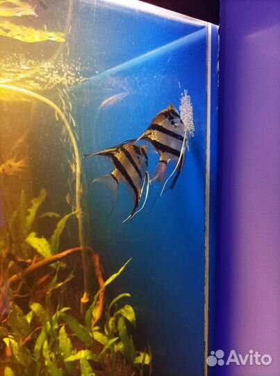 Аквариумные рыбки