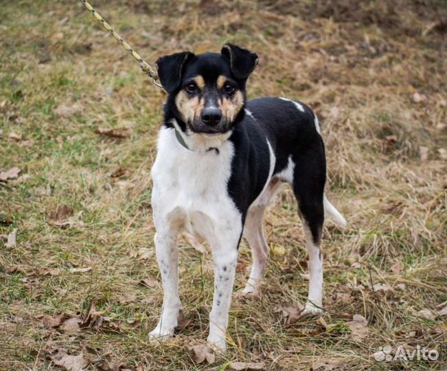 Собака Гризли, 2.5 года, настоящий охранник