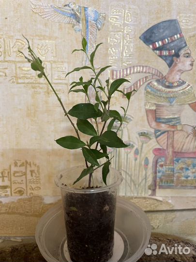 Редкие цветущие растения