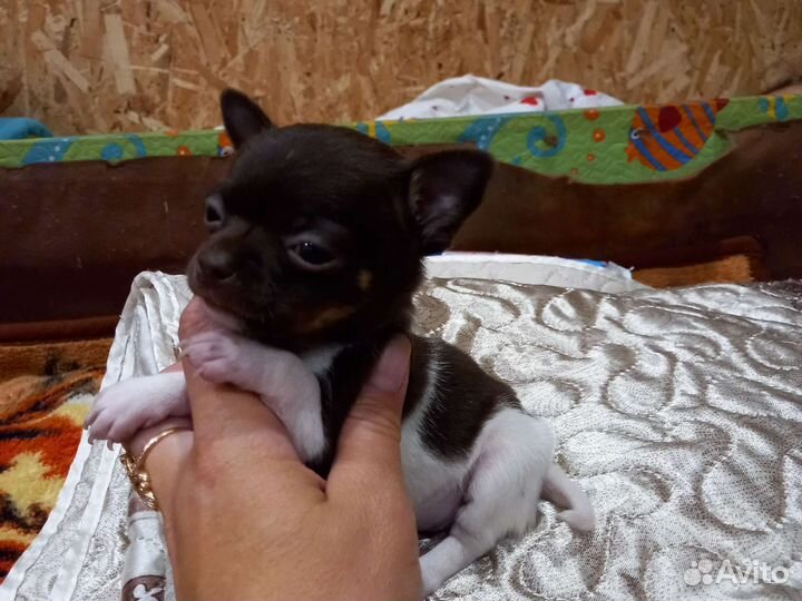 Щенки чихуахуа