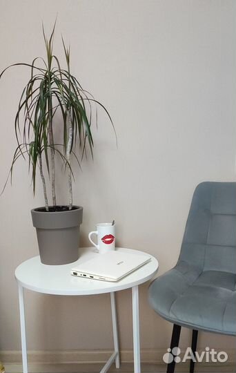 Драцена окаймленная маргината