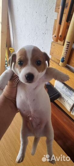 Джек Рассел терьер