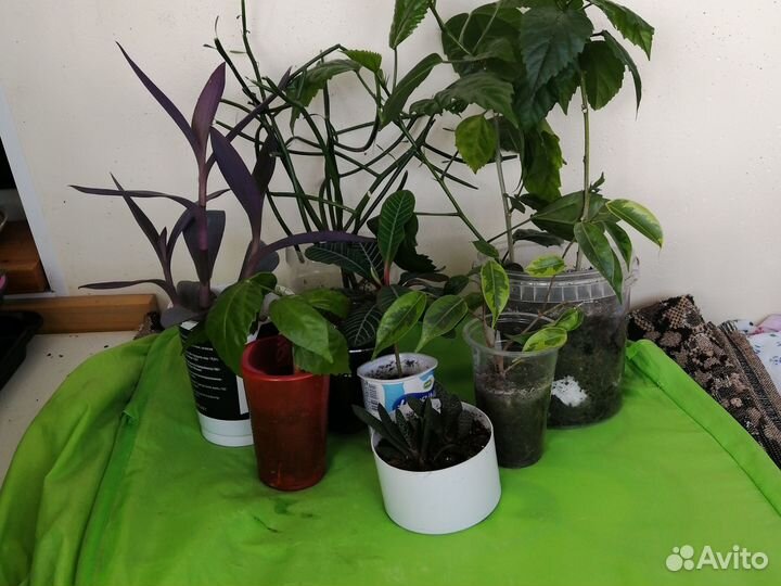 Комнатные цветы разные от 50р