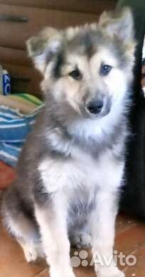 Щенок 3 месяца