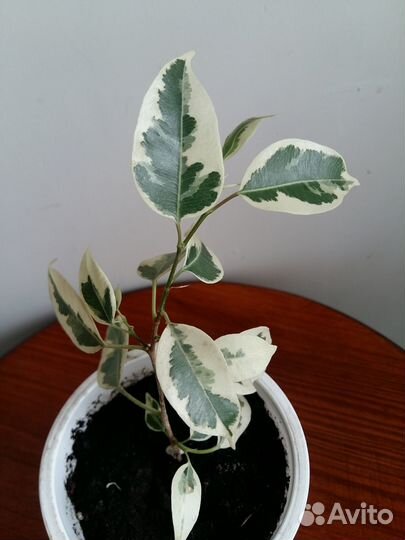 Фикус Бенджамина. Черенки. Де Гантель