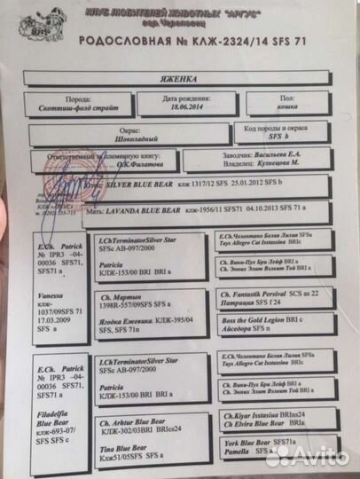 Скотиш фолд в заботливые руки