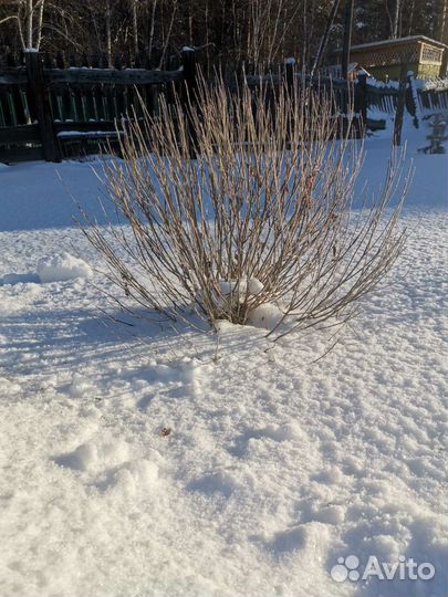 Саженцы ивы Маяк-2