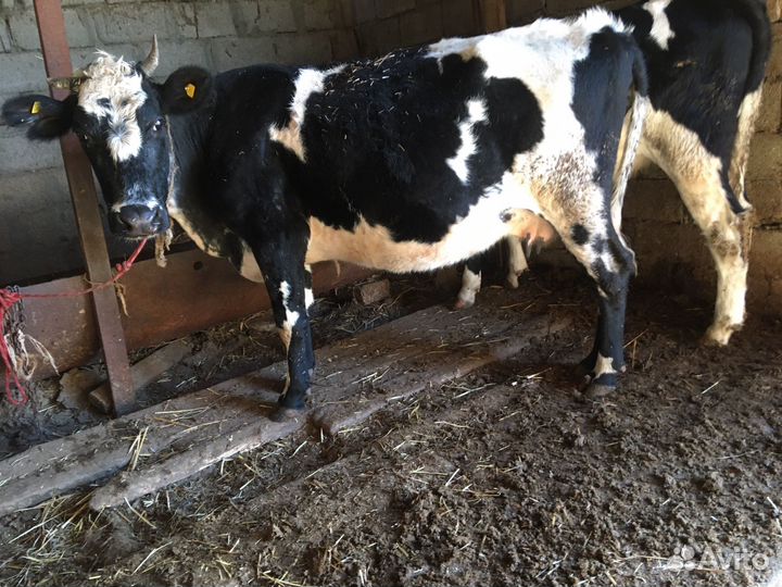 Коровы и бараны