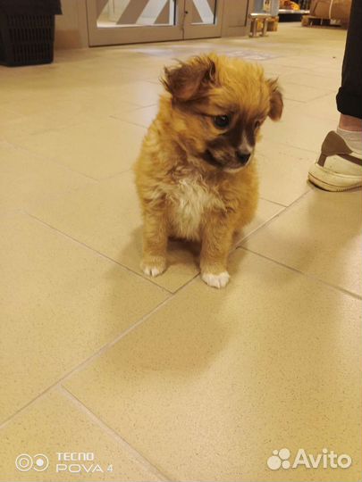 Щенок в добрые руки маленькой собаки