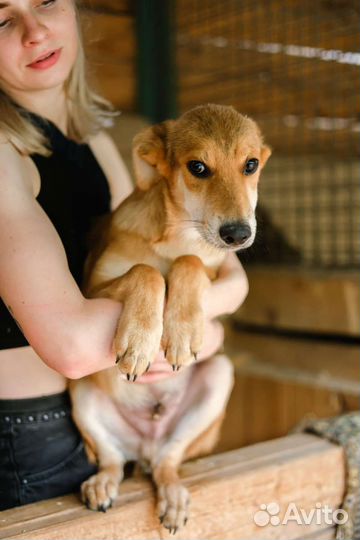 Рыжий щенок из приюта ищет дом и семью