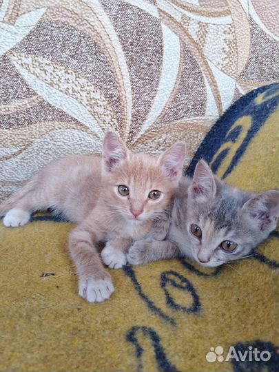 Отдам бесплатно