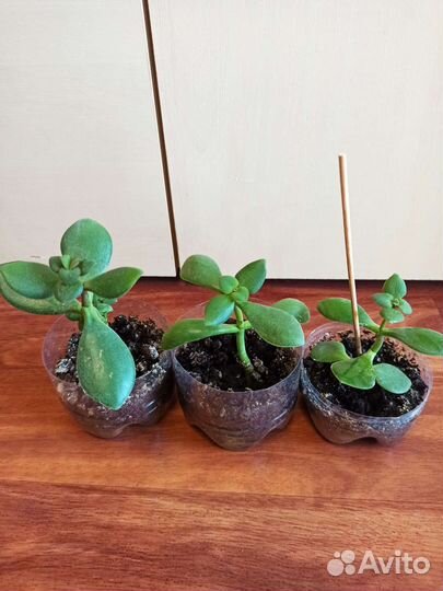 Пеперомия Толстянка Алоэ