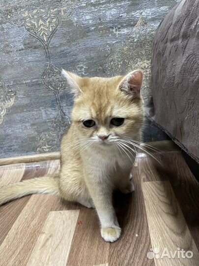 Кошка пародистая