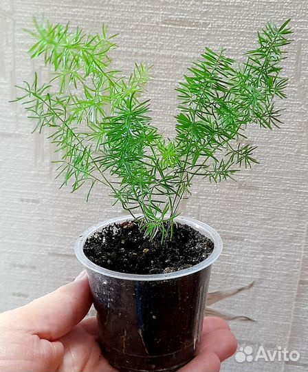 Аспарагус Мейера