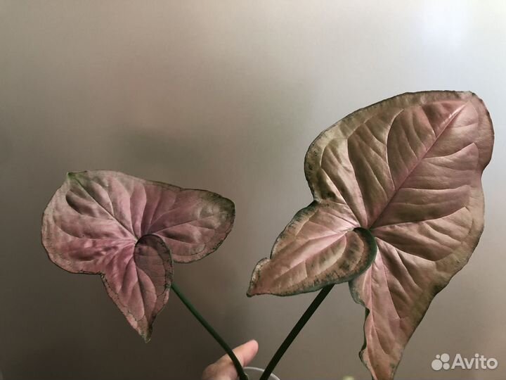 Сингониум Супер Ред