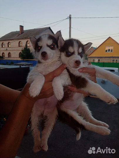 Хаски сука. Отдам в добрые руки