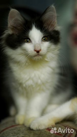 Котенок Нюша в добрые руки