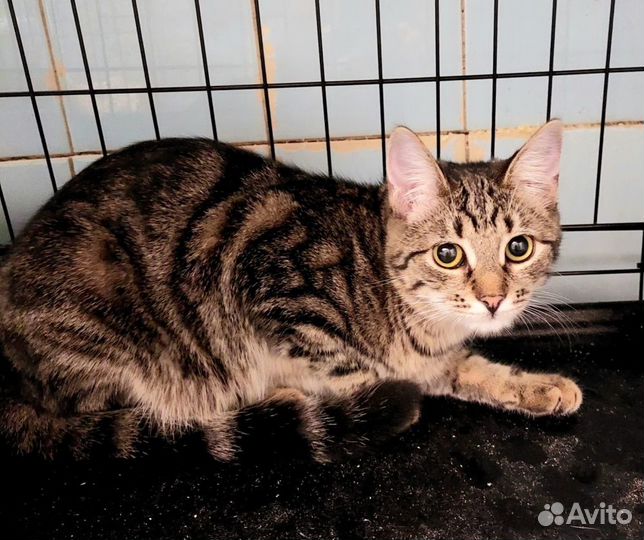 Ищет дом кошечка Зося