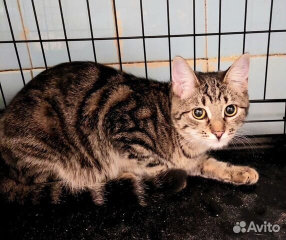 Ищет дом кошечка Зося