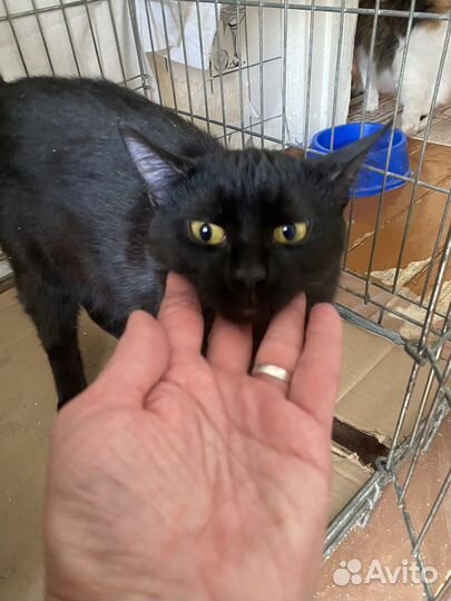 В добрые ручки