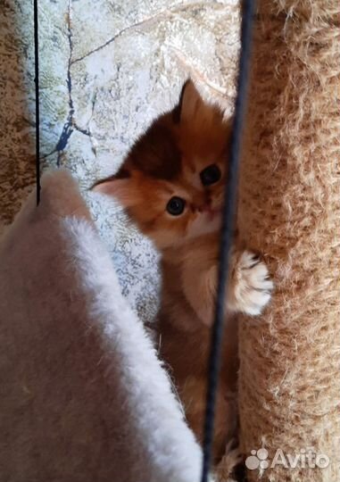 Котята драгоценного окраса