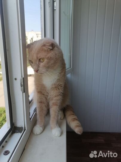 Британский котик